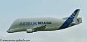 beluga_3201