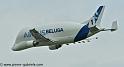 beluga_3203