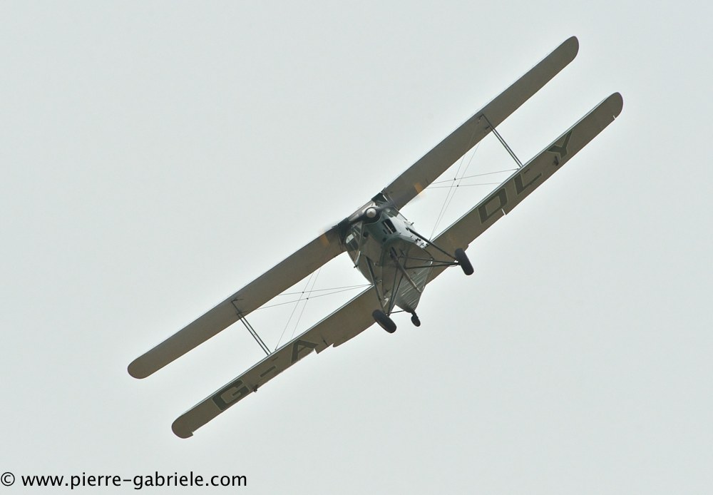 hornet-moth_2852.jpg