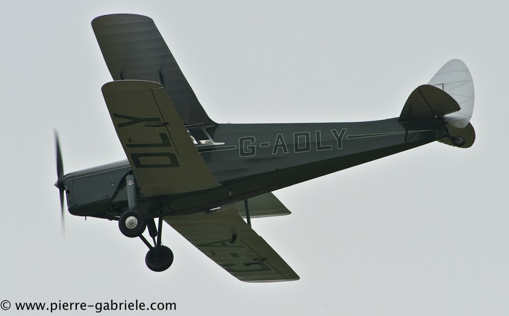 hornet-moth_2854.jpg