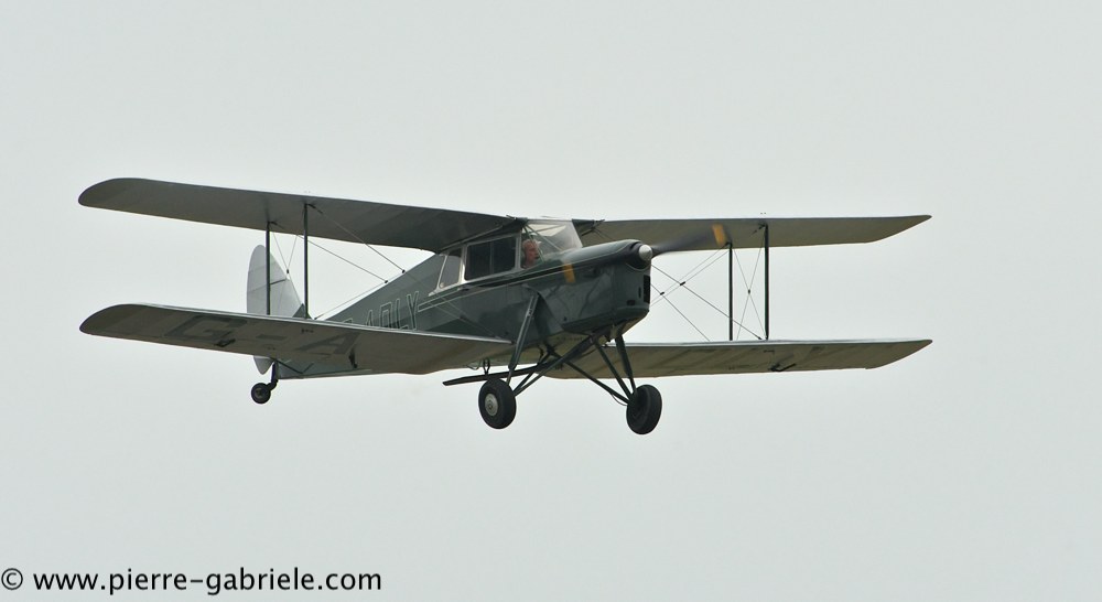 hornet-moth_2856.jpg