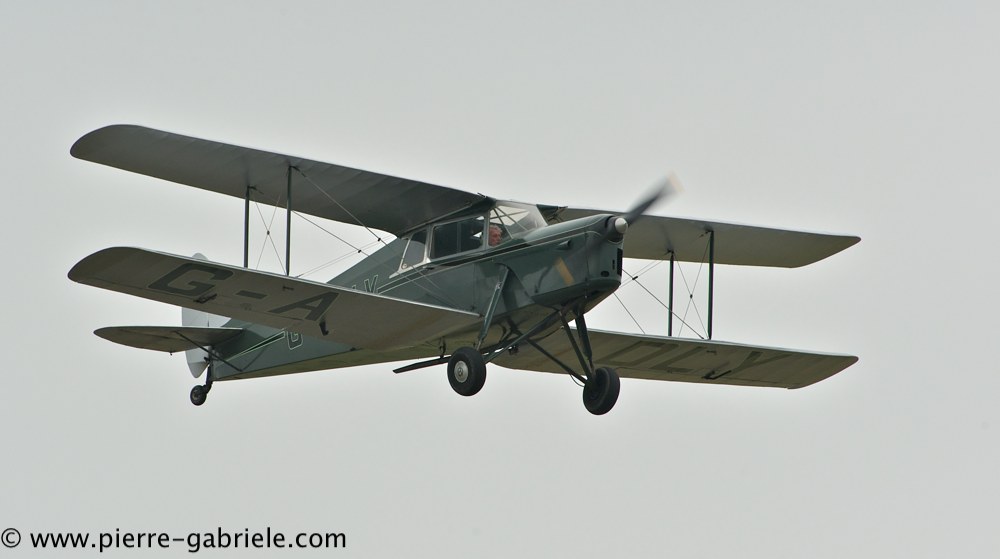 hornet-moth_2857.jpg
