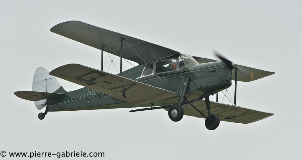 hornet-moth_2859.jpg