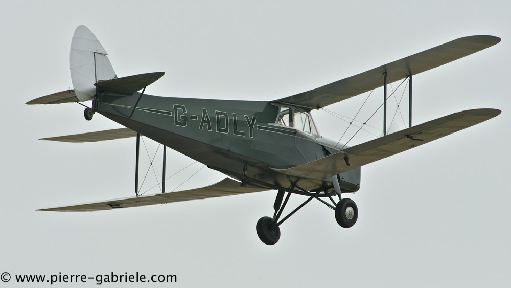 hornet-moth_2861.jpg