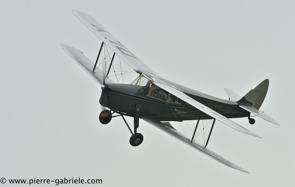 hornet-moth_2863.jpg