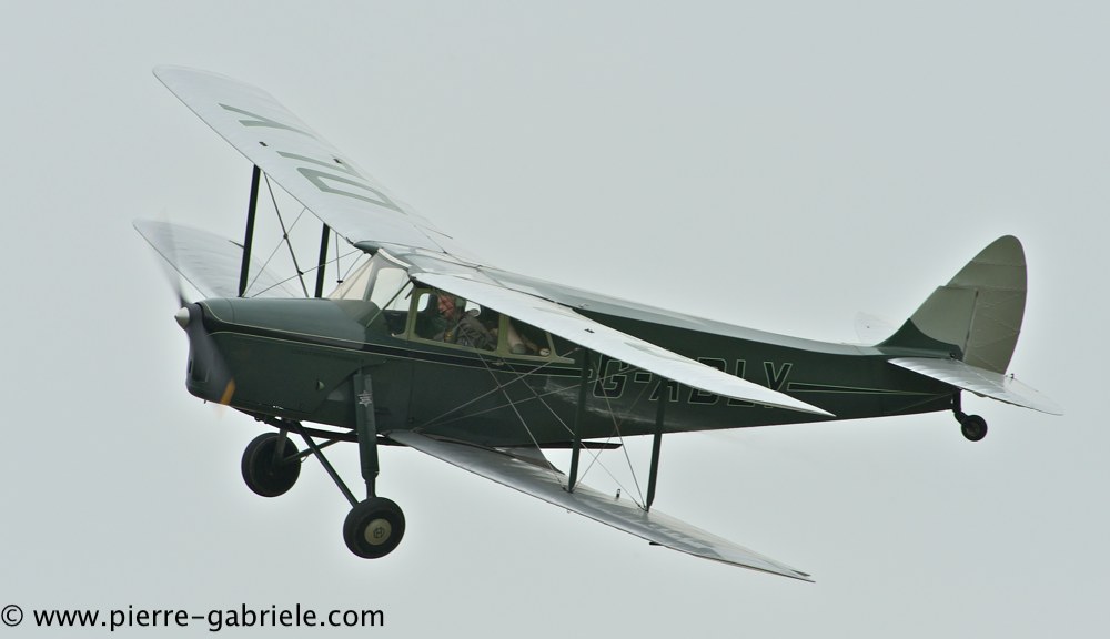 hornet-moth_2864.jpg