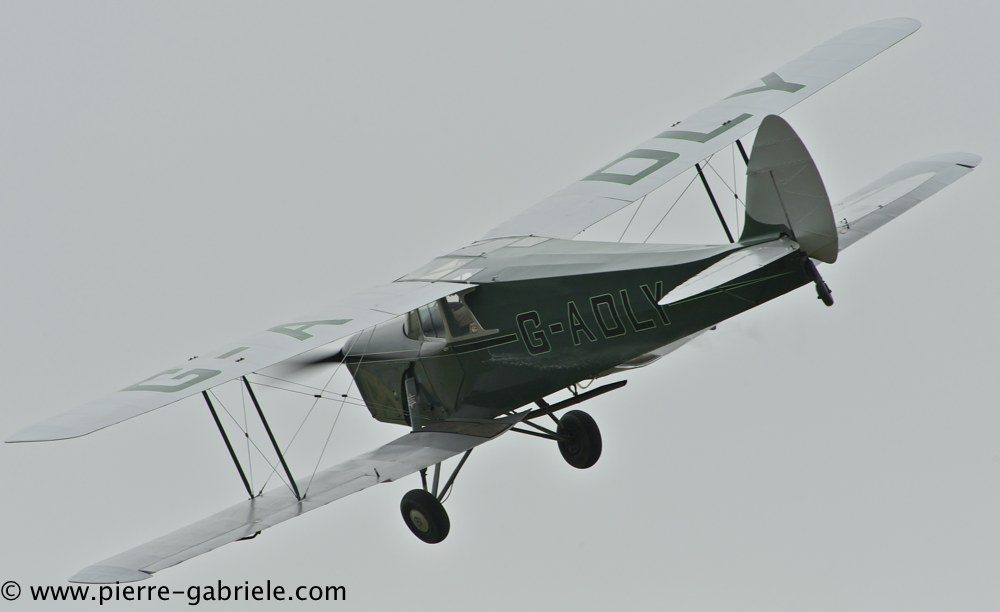 hornet-moth_2866.jpg