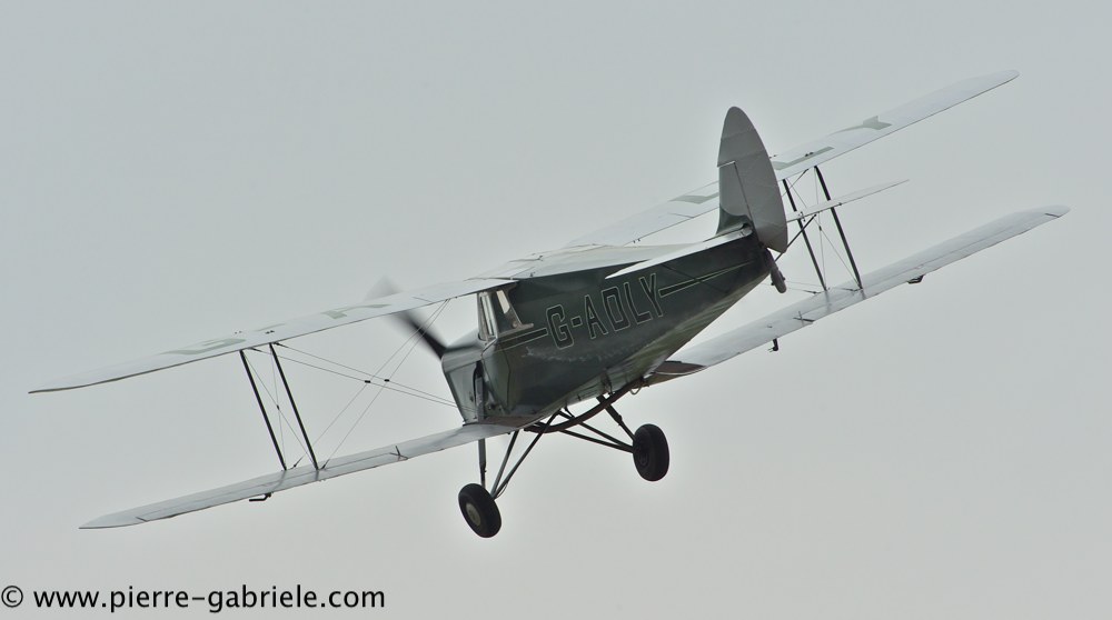 hornet-moth_2867.jpg