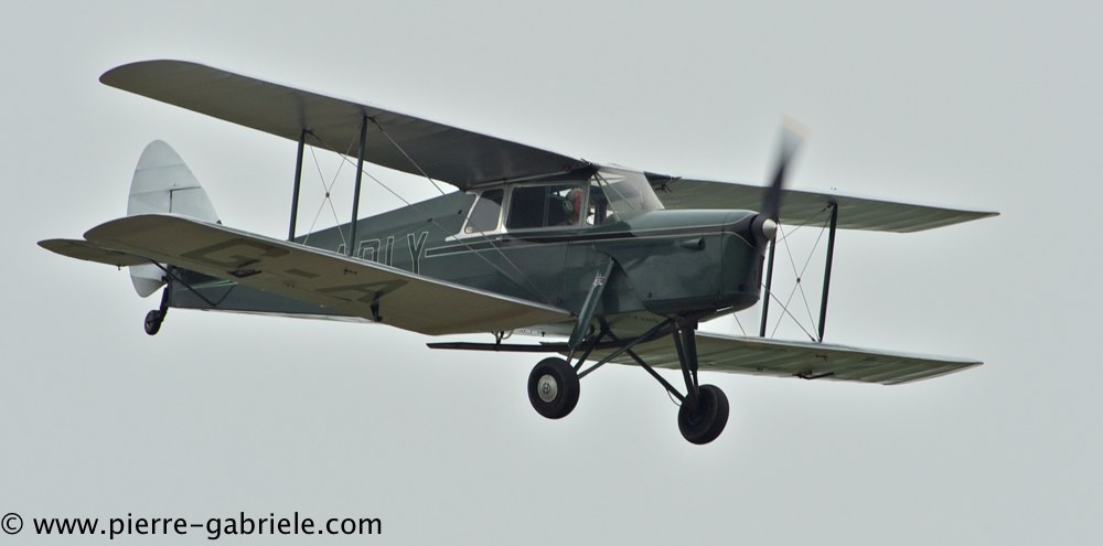 hornet-moth_2868.jpg