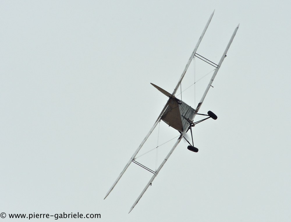 hornet-moth_2871.jpg