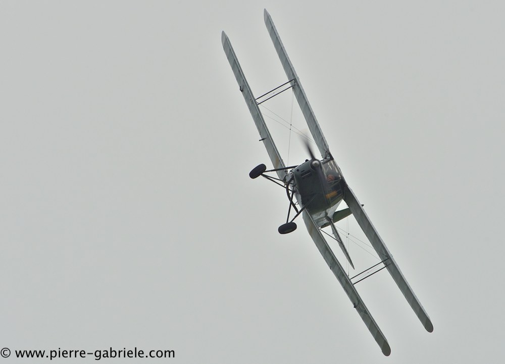 hornet-moth_2873.jpg