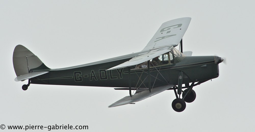 hornet-moth_2876.jpg