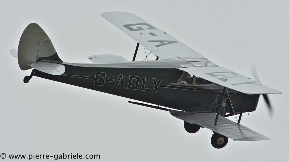 hornet-moth_2877.jpg