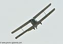 hornet-moth_2852