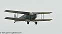 hornet-moth_2856