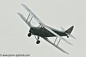 hornet-moth_2862