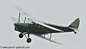 hornet-moth_2864