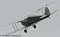 hornet-moth_2866