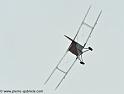 hornet-moth_2871