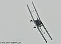 hornet-moth_2873