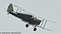 hornet-moth_2878