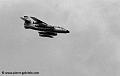 vautour-279