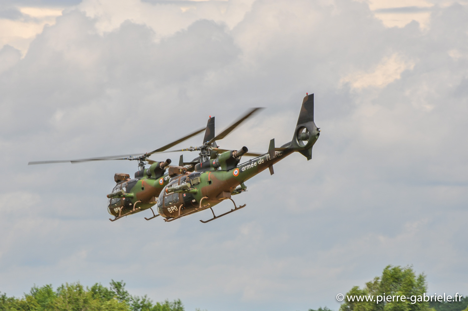 gazelle_9007.jpg