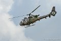 gazelle_8984