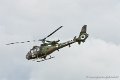 gazelle_8985