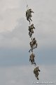 grappe_0060