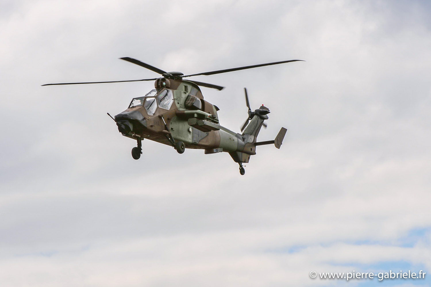 tigre_8859.jpg