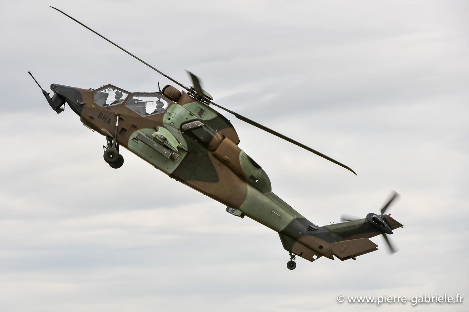 tigre_8863.jpg