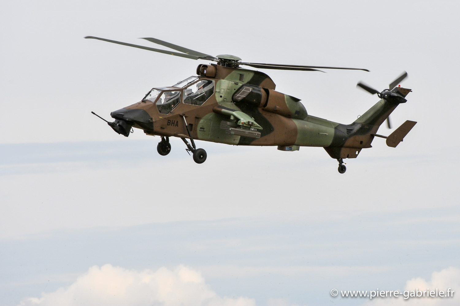 tigre_8870.jpg