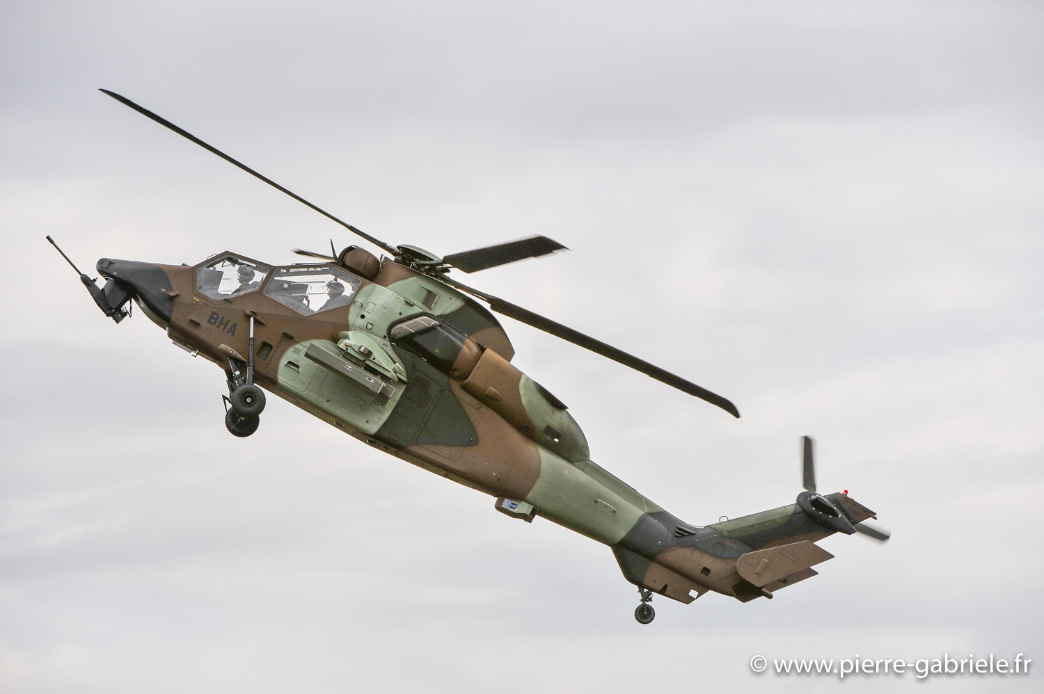 tigre_8874.jpg