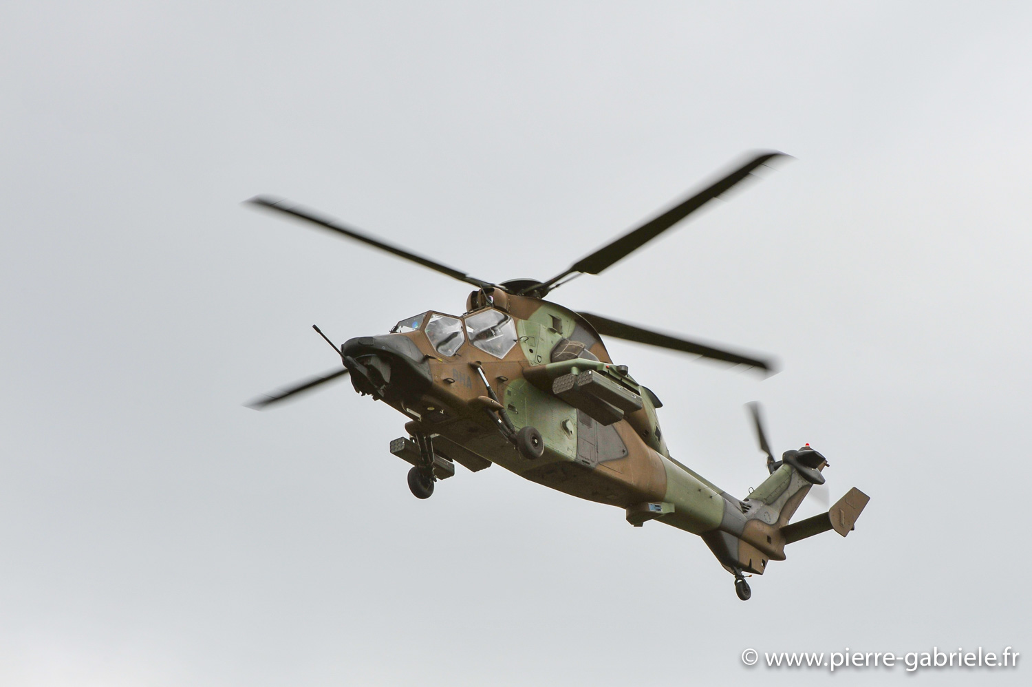 tigre_8877.jpg