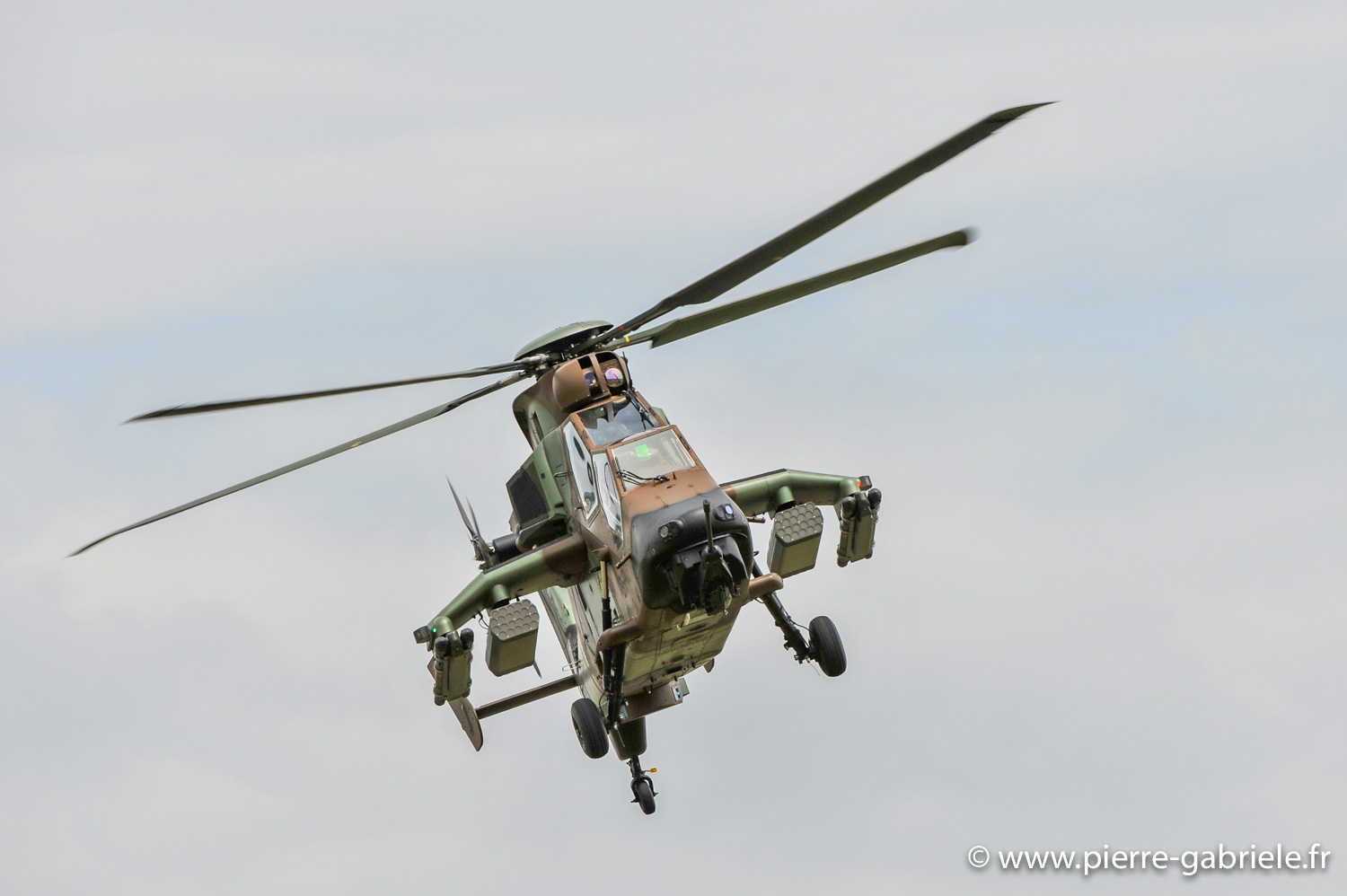 tigre_9762.jpg