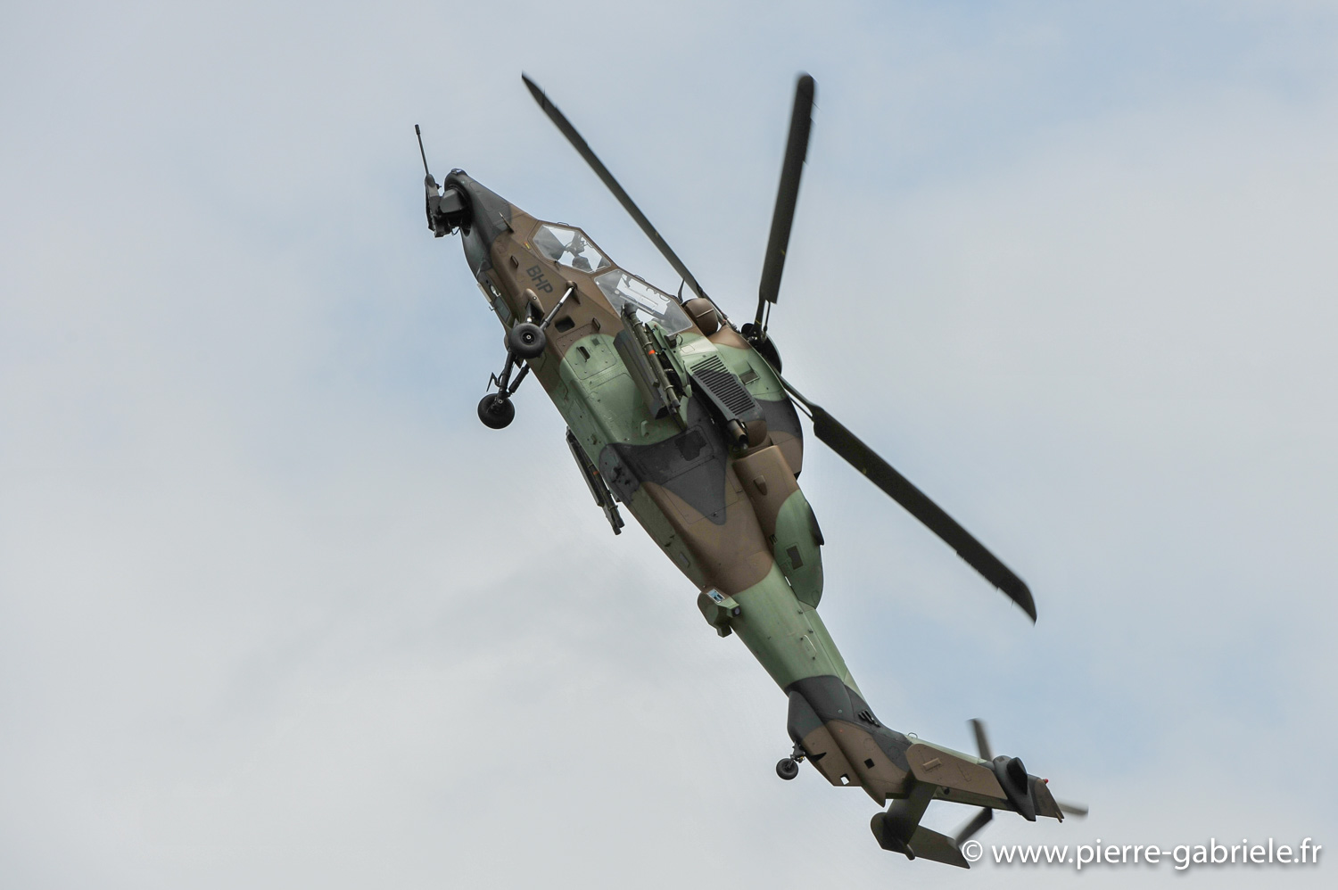 tigre_9776.jpg