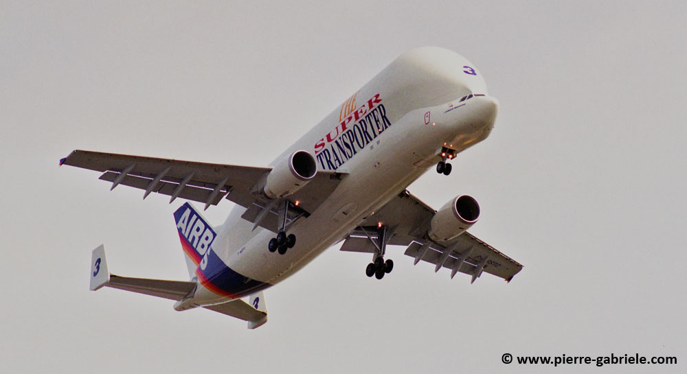beluga_n563.jpg