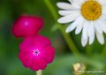 fleurs-g91_8124