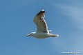 goeland-g91_8205