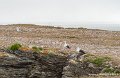goeland-g91_8251