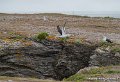 goeland-g91_8252