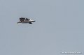 goeland-g91_8263