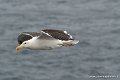 goeland-g91_8268