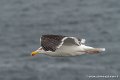 goeland-g91_8269