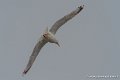 goeland-g91_8270