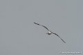 goeland-g91_8272