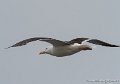 goeland-g91_8273