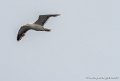 goeland-g91_8274