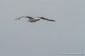 goeland-g91_8279